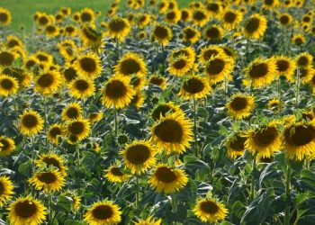 Globale, fisica e digitale, ecco la “rivoluzione” secondo Slow Food…