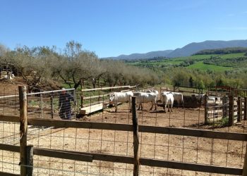 Agricoltura, in continua crescita le produzioni bio