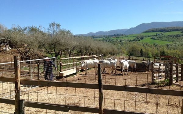 Agricoltura, in continua crescita le produzioni bio