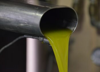 Olivicoltura, 5milioni per lo sviluppo della filiera corta in Umbria