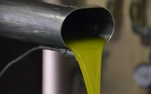 Olivicoltura, 5milioni per lo sviluppo della filiera corta in Umbria