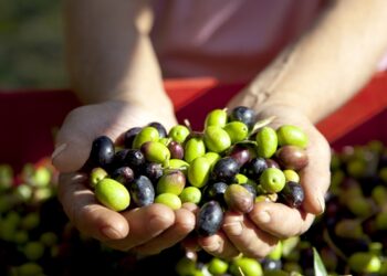 Olio, la Spagna copia il sistema antifrodi italiano e adotta il registro telematico della tracciabilità