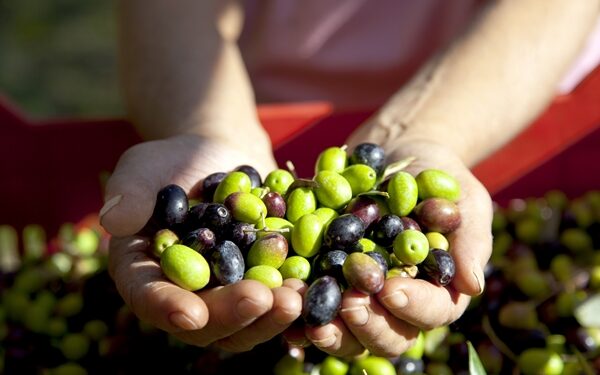 Olio, la Spagna copia il sistema antifrodi italiano e adotta il registro telematico della tracciabilità