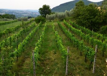 “Giovani che sfidano il covid”, ecco gli oscar dell’agricoltura
