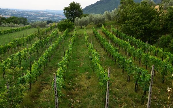 “Giovani che sfidano il covid”, ecco gli oscar dell’agricoltura