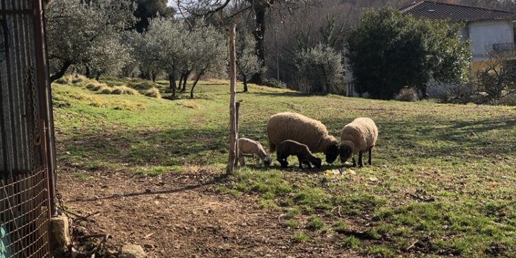 Dal marketing agroalimentare, all’operatore di fattoria didattica e social