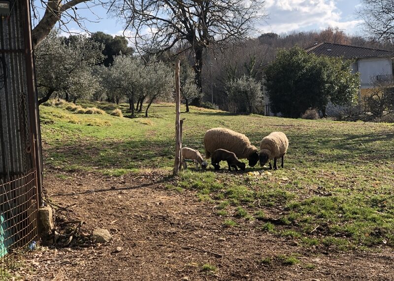Dal marketing agroalimentare, all’operatore di fattoria didattica e social