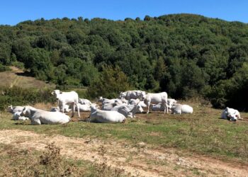 “Non solo animali e pascoli, ma persone che combattono spopolamento e degrado”