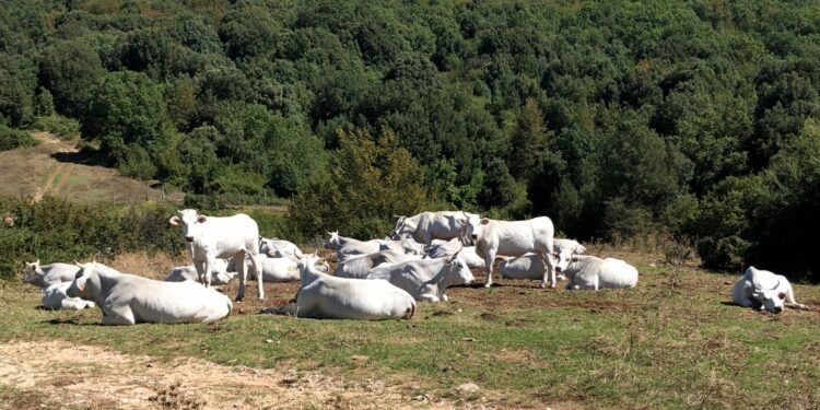 “Non solo animali e pascoli, ma persone che combattono spopolamento e degrado”