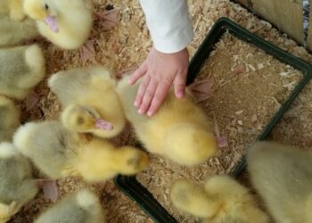 Agricoltura, mangime a base di “scarti” per ridurre il consumo di suolo e acqua