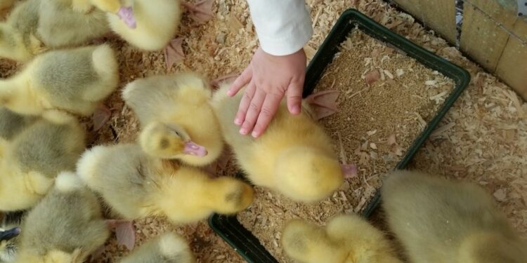 Agricoltura, mangime a base di “scarti” per ridurre il consumo di suolo e acqua