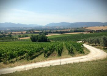 Emergenza acqua, ecco il terzo “Libro bianco del verde” di Confagricoltura, Assoverde e Kepos