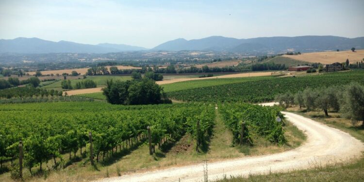 Emergenza acqua, ecco il terzo “Libro bianco del verde” di Confagricoltura, Assoverde e Kepos