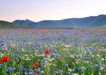 L'altopiano di Castelluccio Norcia (foto tratta da unistrapg.it)