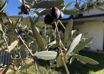 Dalle olive all'olio extravergine, focus sull'andamento di Umbria (Immagine di attualitalavoro.it)