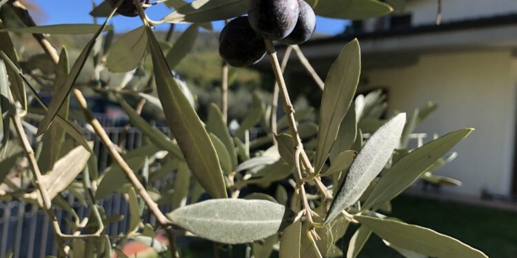 Dalle olive all'olio extravergine, focus sull'andamento di Umbria (Immagine di attualitalavoro.it)