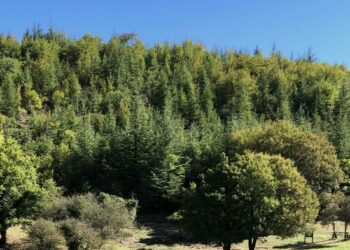 Boschi e foreste in primo piano