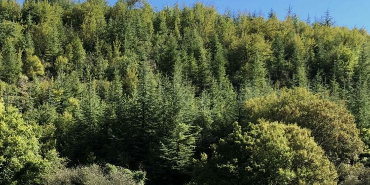 Boschi e foreste in primo piano