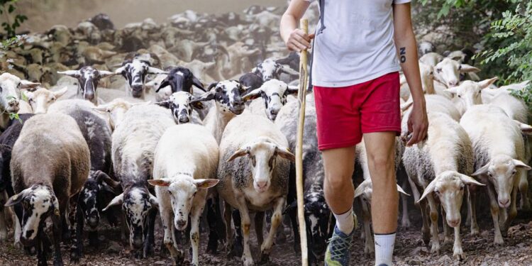 Pecora carsolina Presidio Slow Food - © Fulvio E. Bullo