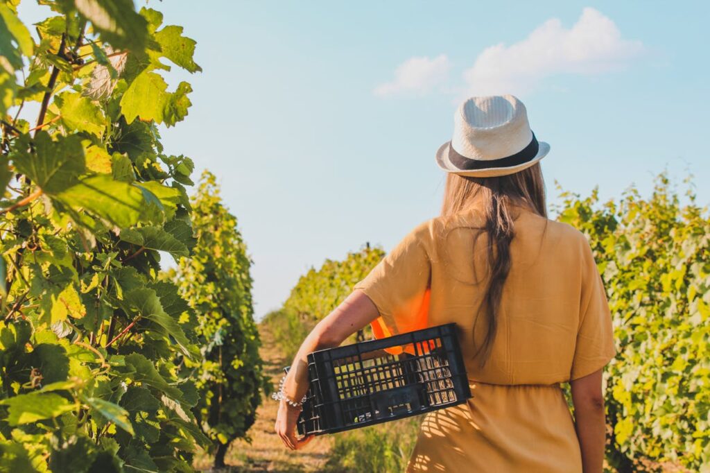 Una rigenerante passeggiata tra i filari, nel silenzio del vigneto (foto pexels di czapp arpad)
