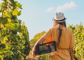 Una rigenerante passeggiata tra i filari, nel silenzio del vigneto (foto pexels di czapp arpad)