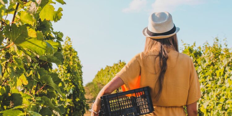 Una rigenerante passeggiata tra i filari, nel silenzio del vigneto (foto pexels di czapp arpad)