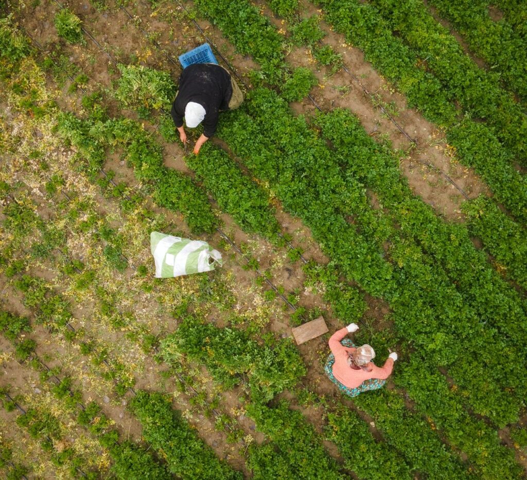 Braccianti al lavoro (foto pexels di Adem Albayrak)